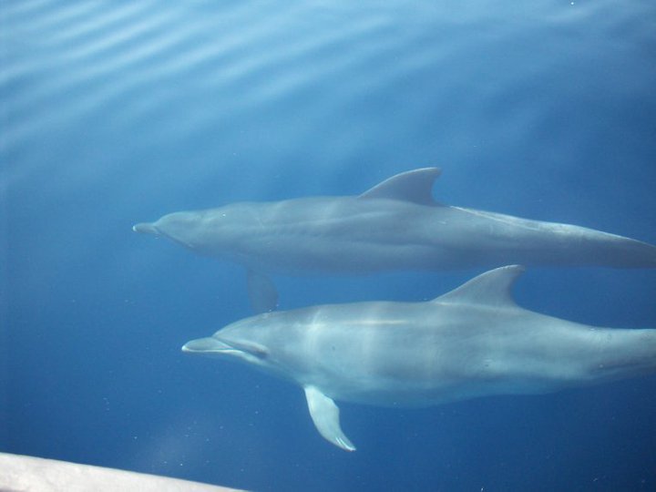 GoPro e Delfini